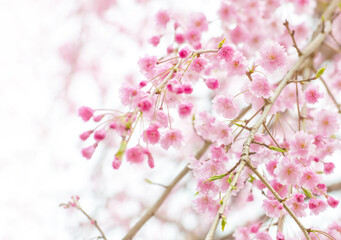 八重桜の枝垂れ桜の枝