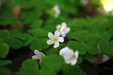 Blooming Common Oxalis (Oxalis acetosella L.)