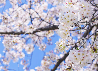 満開のソメイヨシノ桜と青空