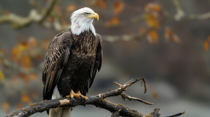 Obraz premium Portrait of majestic American bald eagle perched on branch, symbolizing wildlife in USA