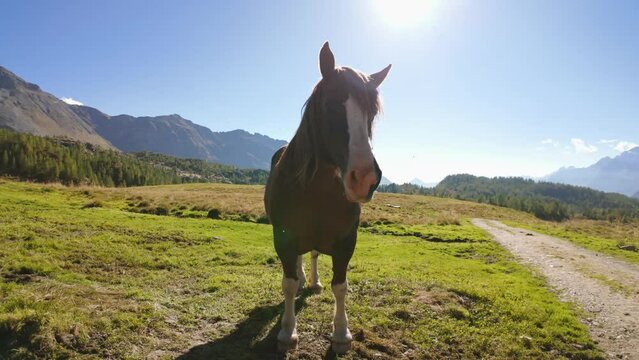 Brown horse on green meadows with impressive italian alps mountain backdrop on sunny clear day with blue skies. slow motion shot