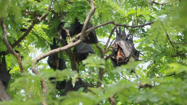 Fruit Bats Hanging From Trees closeup view