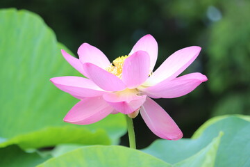 Fototapeta premium pink lotus flower