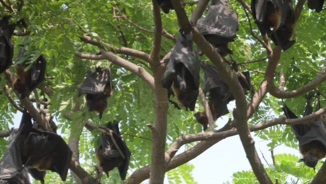Fruit Bats Hanging From Trees closeup view in Kolhapur