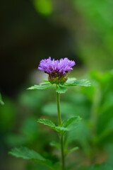 Centratherum punctatum flower in the garden