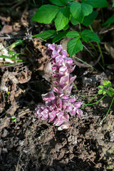 Pink flowers of Lathraea squamaria - medicinal plant