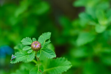 Centratherum punctatum flower in the garden