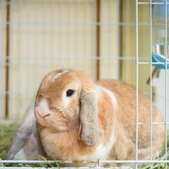 The lop-eared rabbit is an adorable family pet. 