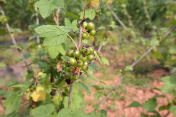 Korean Dendropanax,황칠나무