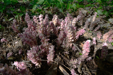 Pink flowers of Lathraea squamaria - medicinal plant