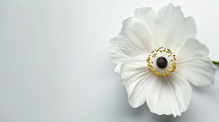 flower on pure white background