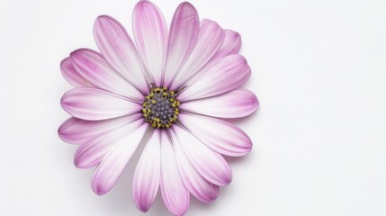 flower on pure white background