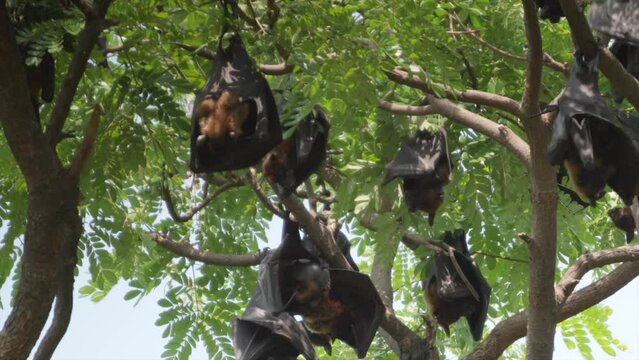 Fruit Bats Hanging From Trees closeup view