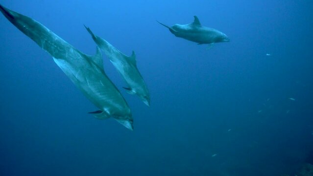 Bottlenose dolphins turn in unison in blue water around Revillagigedo Islands