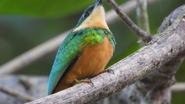 Extreme Close Up of Jacamar Perched on Branch Looking Around