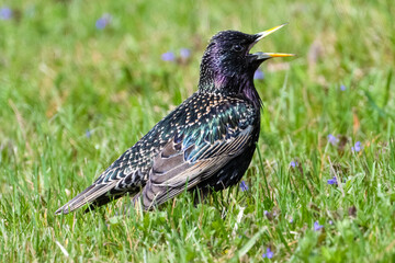 Common starling, Sturnus vulgaris, on the lawn