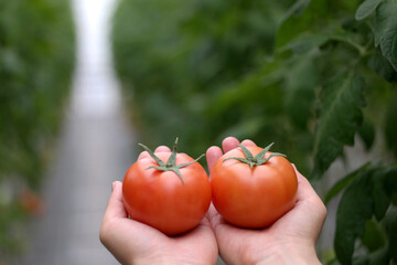 red tomato