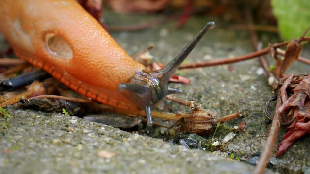 Beautiful close-up of the head with the tentacles and eyes of an orange slug.