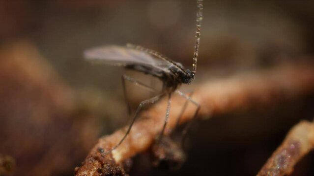 A fungus fly, also called fungus mite, in a close up shot on the root of a plant.