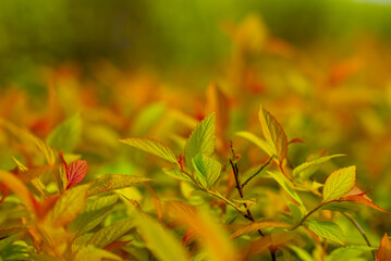 Green red leaves on the blurred background, depth of field, creamy background