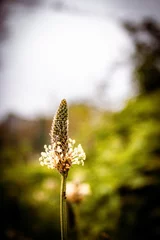 Fotobehang Fleur gros plan dans la nature © brettar