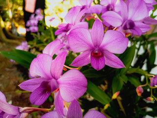 Orchid Larat and its Latin name is Dendrobium Bigibbum. Spread across the Indonesian island, it is...