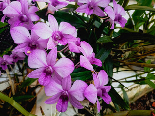 Orchid Larat and its Latin name is Dendrobium Bigibbum. Spread across the Indonesian island, it is a charming and beautiful purple color.