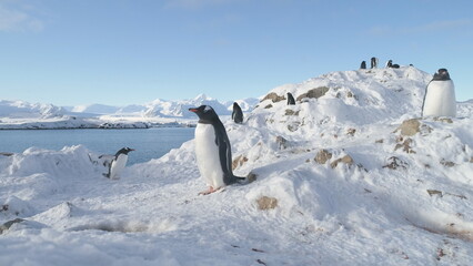 Penguins Group Antarctic Wildlife Portrait. Gentoo Colony Builds Nests and Hatches Eggs. Cute South...