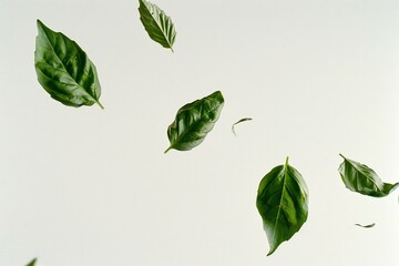 Fresh green basil leaves falling on white background,  Top view,  Flat lay