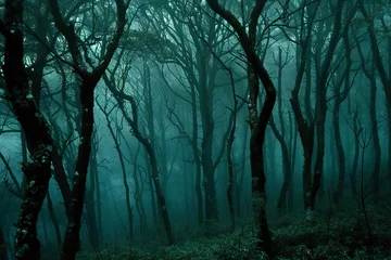 Foto op Plexiglas Mysterious forest in the morning mist,  Dark foggy forest © Cuong