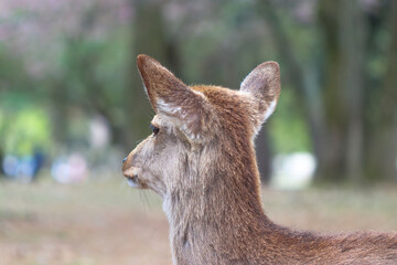 Sika deer, Japanese deer, Nara Park, Nara, Japan - Cervus nippon