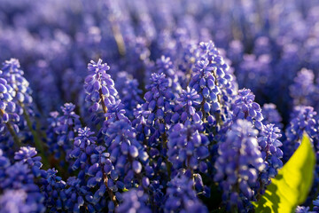 Springtime. background of spring purple flowers muscari armeniacum.