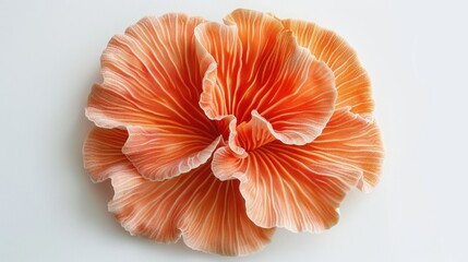 chanterelle mushrooms, mushroom coral, coral-like, orange color tones, mushroom isolate on white...