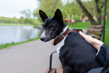 Walk with pets. Dog basenji sits next to owner on park bench and looks at camera