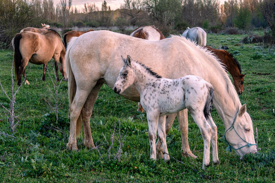 White mare with her light foal with black spots inside the herd of horses.