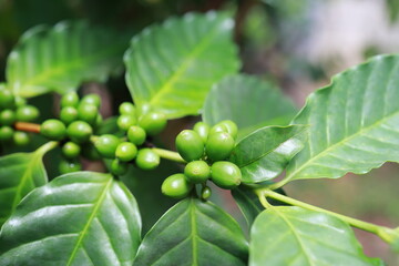 organic arabica coffee green beans on hand in farm.harvesting Robusta and arabica  coffee berries...