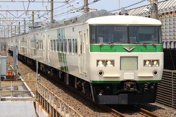 Fototapeta premium 特急電車 185系