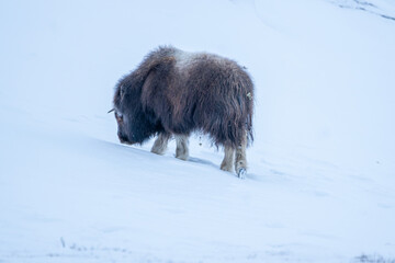 Beautiful close-up portrait of a baby musk ox walking in search of food in a pure white snowy landscape in Dovrefjell National Park in Norway, Europe - obrazy, fototapety, plakaty