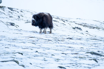 Beautiful portrait of a baby musk ox looking sideways sticking out its tongue with snow on its fur in a purely white snowy landscape with rocks and small vegetation in Dovrefjell national park Norway
