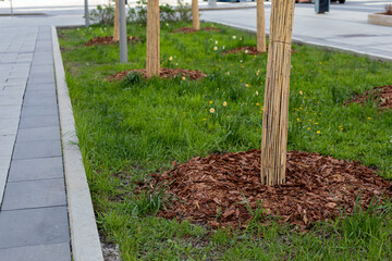 Mulching roots of trees growing on lawn of city park. Landscaping of urban area.