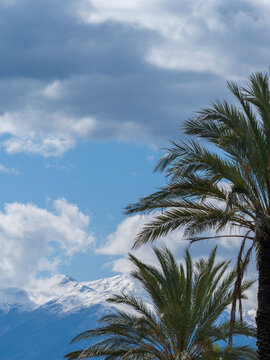 palm trees and snowy mountain background