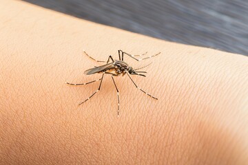 Ungebetener Gast: Nahaufnahme einer Mücke auf einem Arm