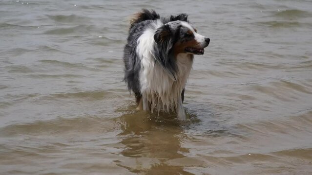 dog walking on the sea