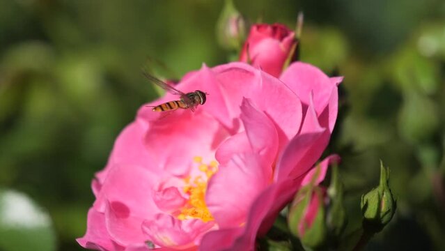 Flying insect and gathering pollen from pink flowers
