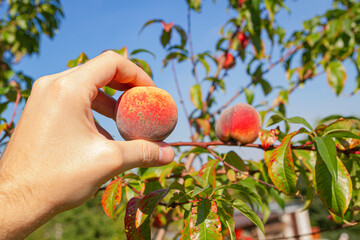 Zbieranie brzoskwiń z drzew, Zbiory brzoskwiń | Picking peaches of the trees, Peach Harvest - obrazy, fototapety, plakaty