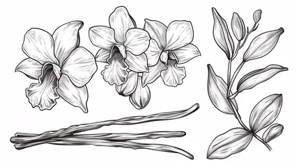 Poster A set of Vanilla Blossoms and Stems, hand-drawn illustrations of an Orchid Blossom and seedpods on a separate background, bundled with a sketch of a spice in a linear art style created with black ink. © ckybe