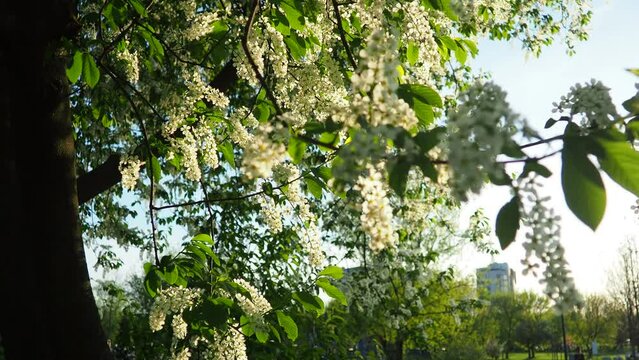 Prunus padus, bird cherry, hackberry, hagberry, or Mayday tree is a flowering plant. It is a species of cherry, a deciduous small tree or large shrub. Spring in Warsaw, branches sway in the wind