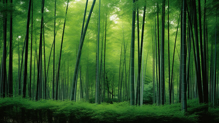 bamboo forest in the morning.