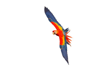 Colorful flying Scarlet Macaw parrot isolated on transparent background png file