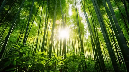 Schilderijen op glas bamboo forest in the morning. © Shades3d